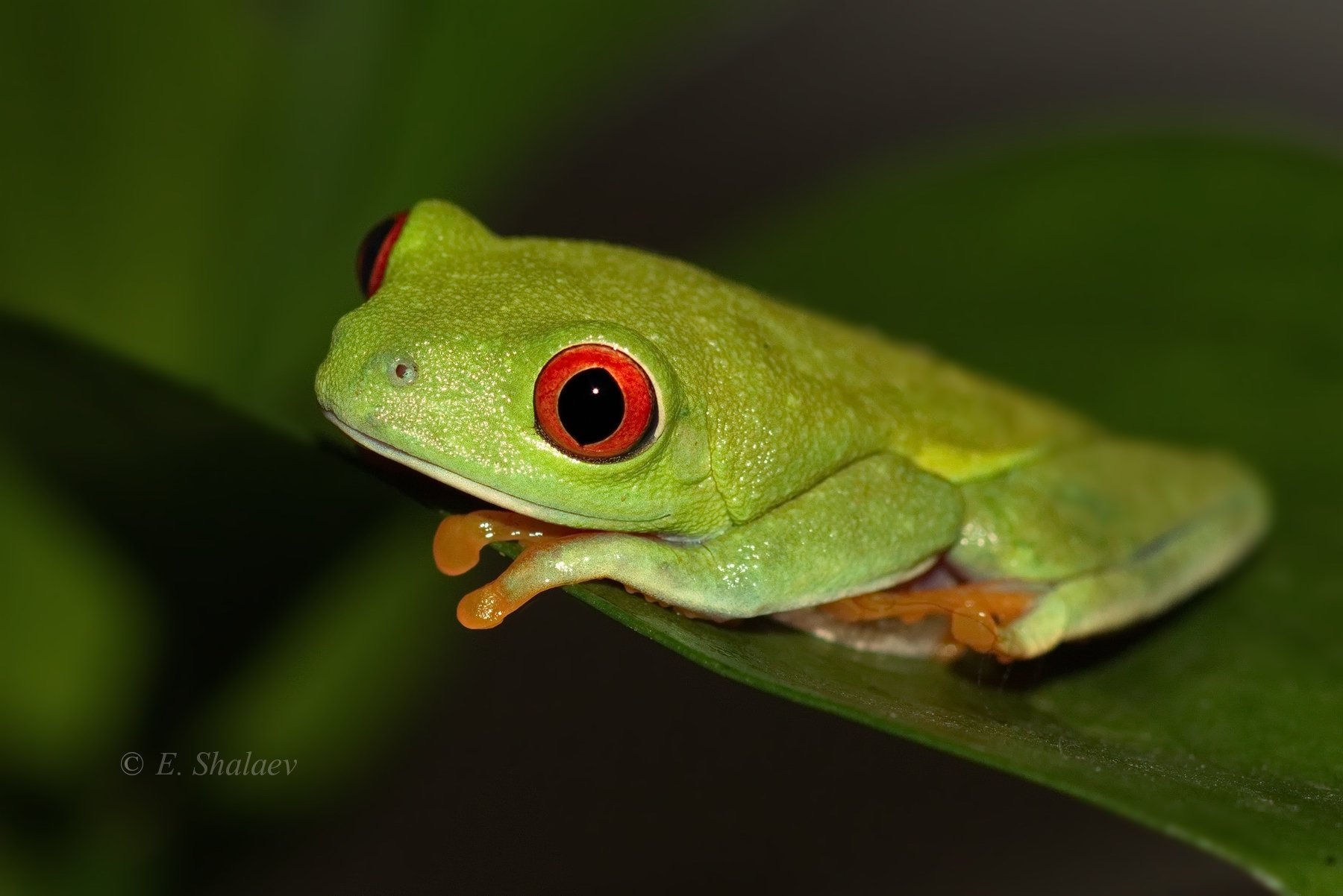 agalychnis callidryas,frog,red-eyed tree frog,амфибии,квакша,красноглазая квакша,лягушка, Евгений