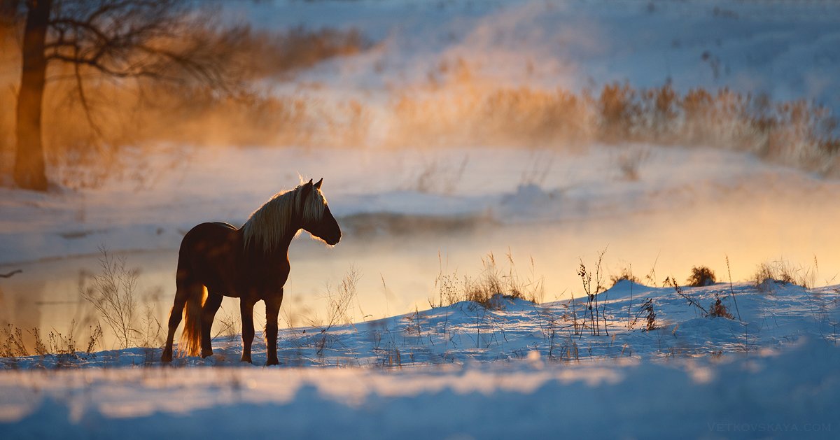 лошадь, мороз, зима, река, снег, туман, Анастасия Ветковская