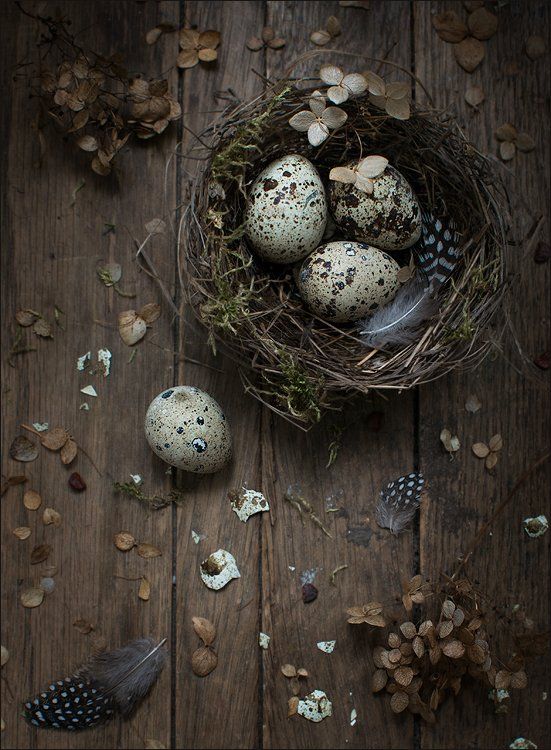 натюрморт, бардак, гнездо, яйца, Елена Соловьёва