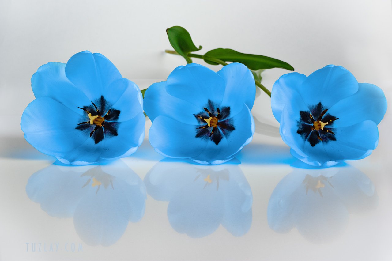 синие, тюльпаны, Владимир Тузлай