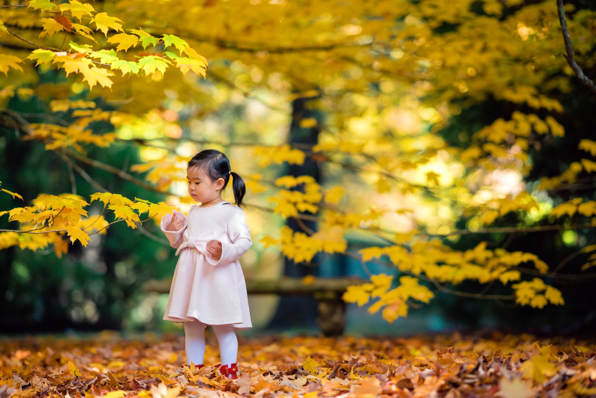 kid, child, girl, breenhold garden, face, discovery, autumn, leaf, leaves,face                                                                                                                                                                                 , Derek Zhang