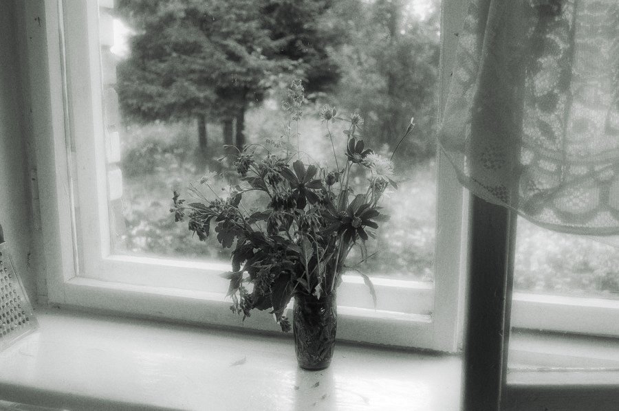 окно, цветы, соснов, Ирина Курмалеева