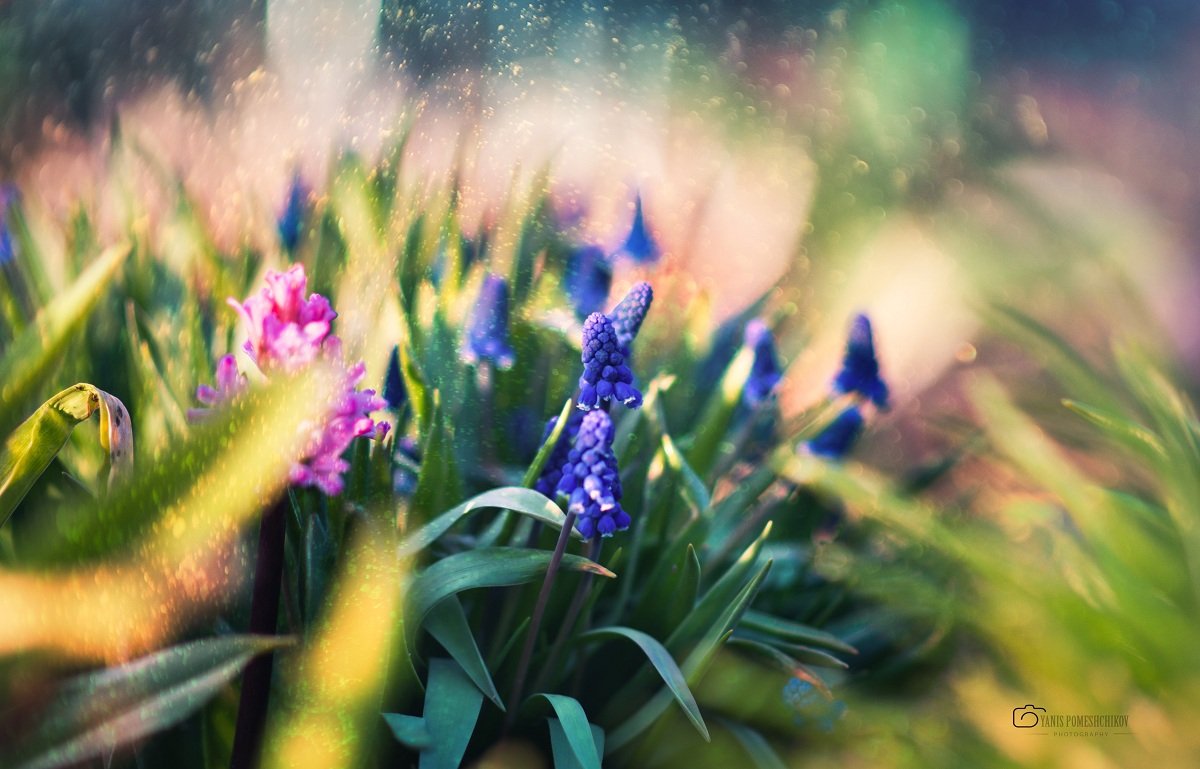 spring,nature,flowering, Помещиков Ян