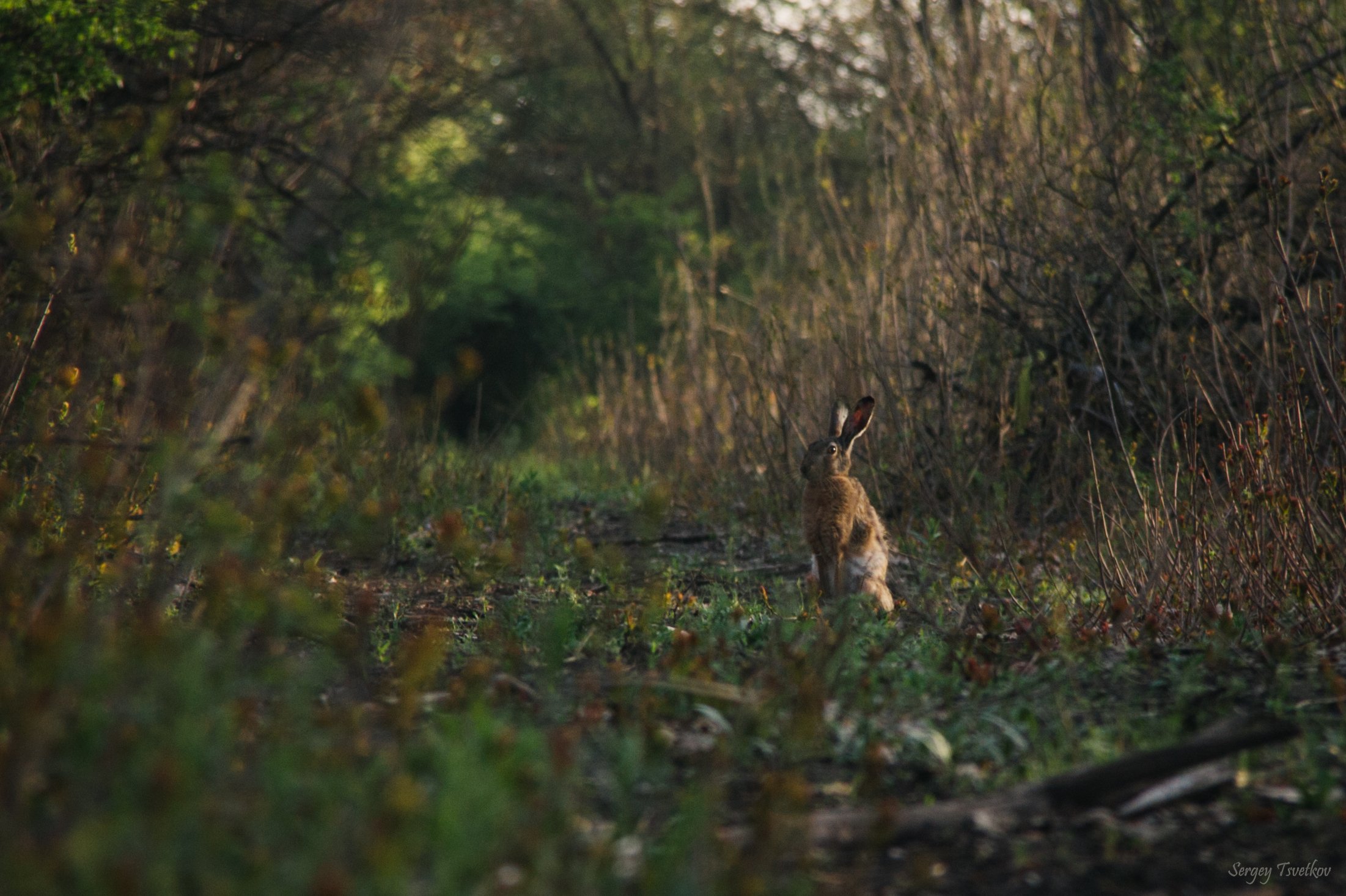 Заяц, животные, природа, hare, Цветков Сергей