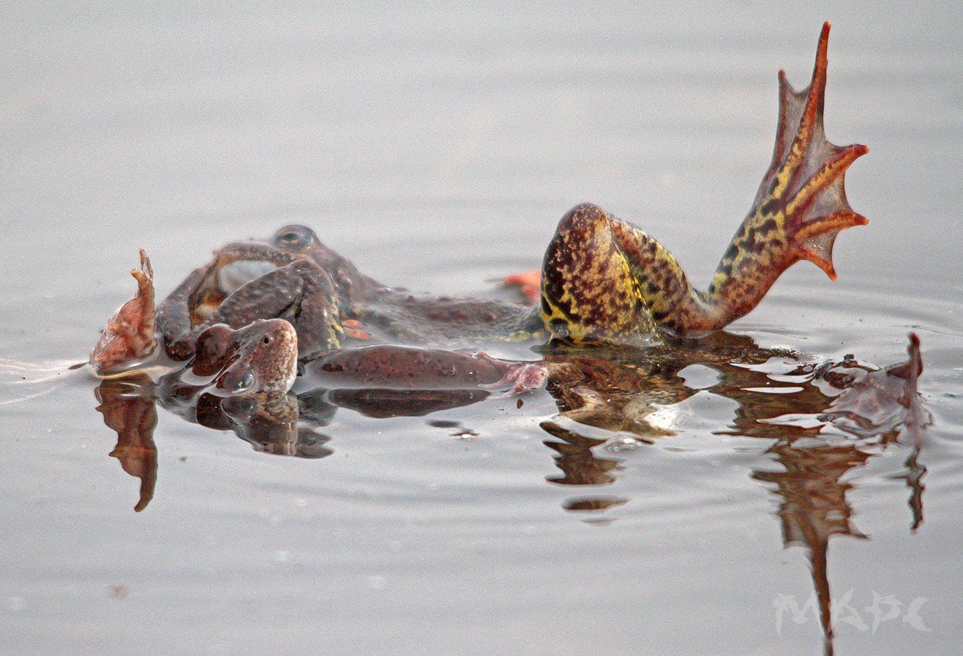 животные земноводные лягушки весна озеро, Шангареев Марс