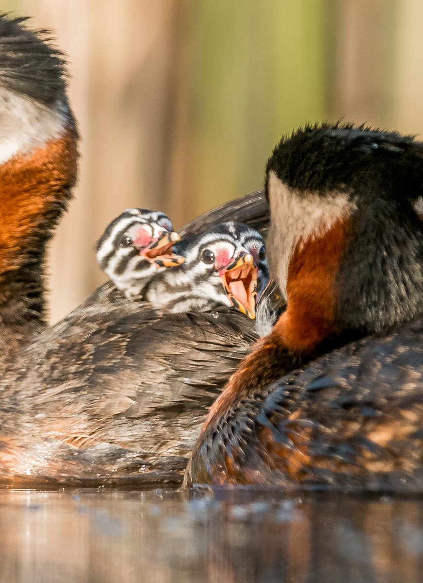 red-necked grebe; Podiceps grisegena; Birder's Corner; Birds, Dominik Chrzanowski