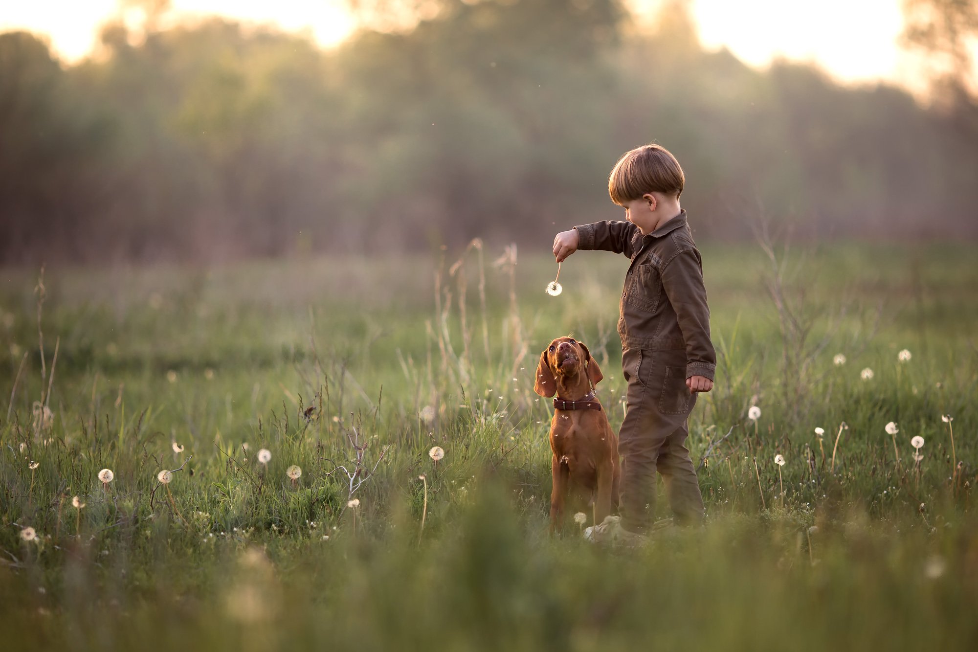 животные собака мальчик ребенок дружба луг зеленый природа воздух деревья трава одуванчики закат кенон игра дрессировка, Евгения Брусенцова