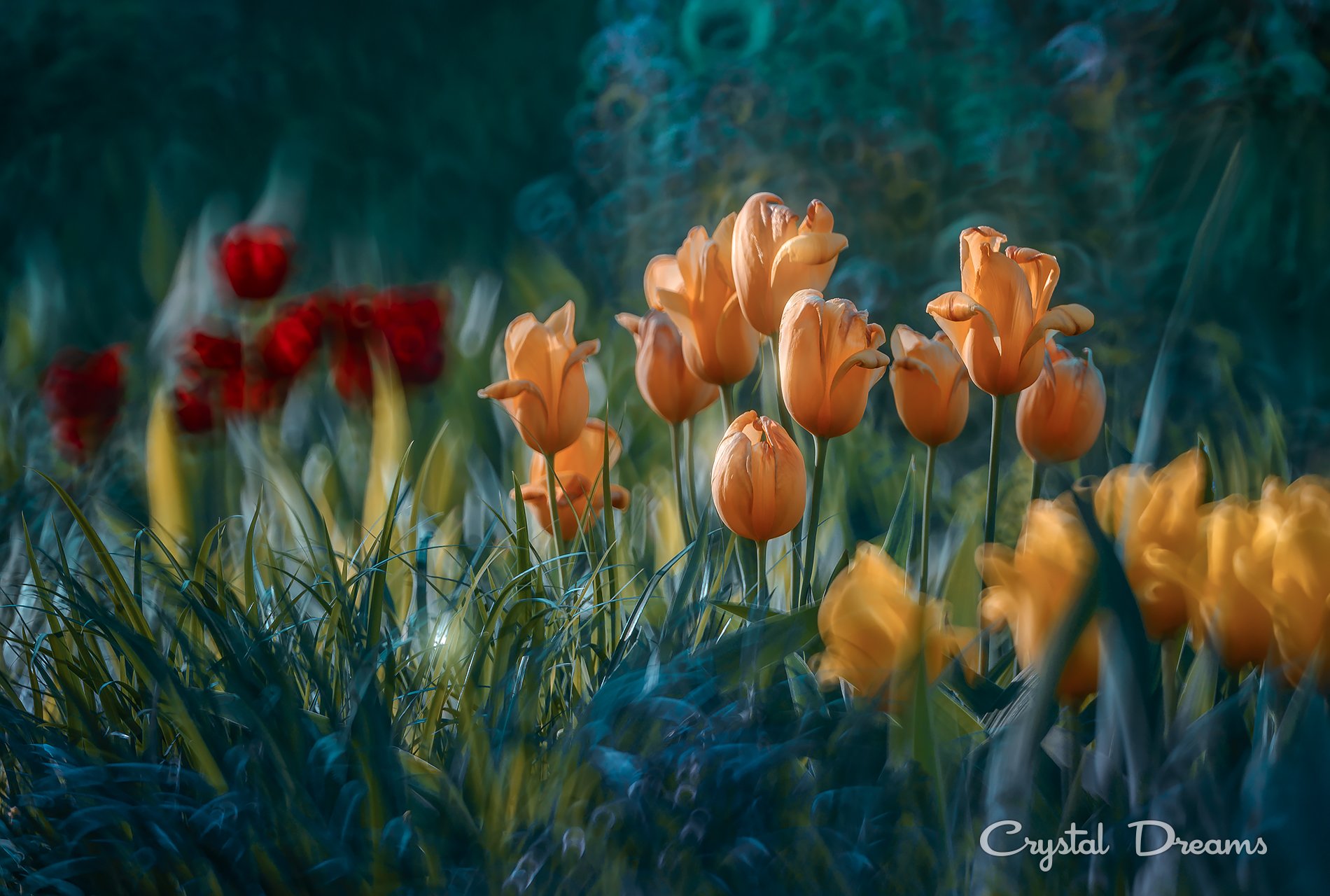 crystal dreams, macro, spring, color, art, nature, flowers, Татьяна Крылова