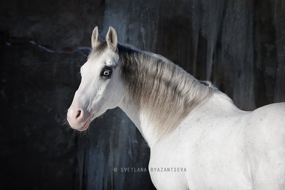 horse, white, grey, portrait, портрет, лошадь, лошади, Svetlana Ryazantseva