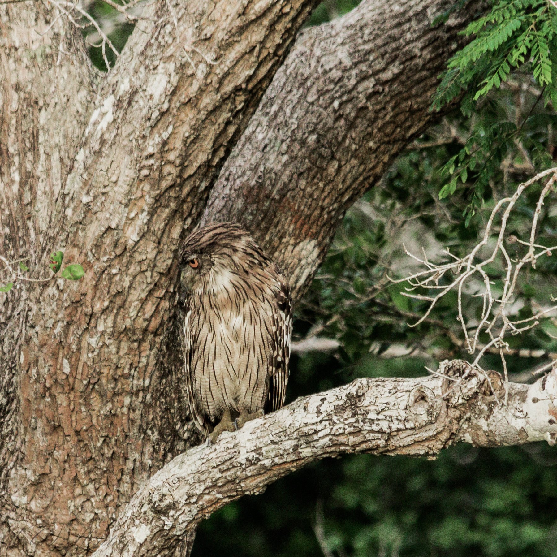 #wildlif #birds #birders #national park #willpattu national park #nature #owl, Moutaz Fino