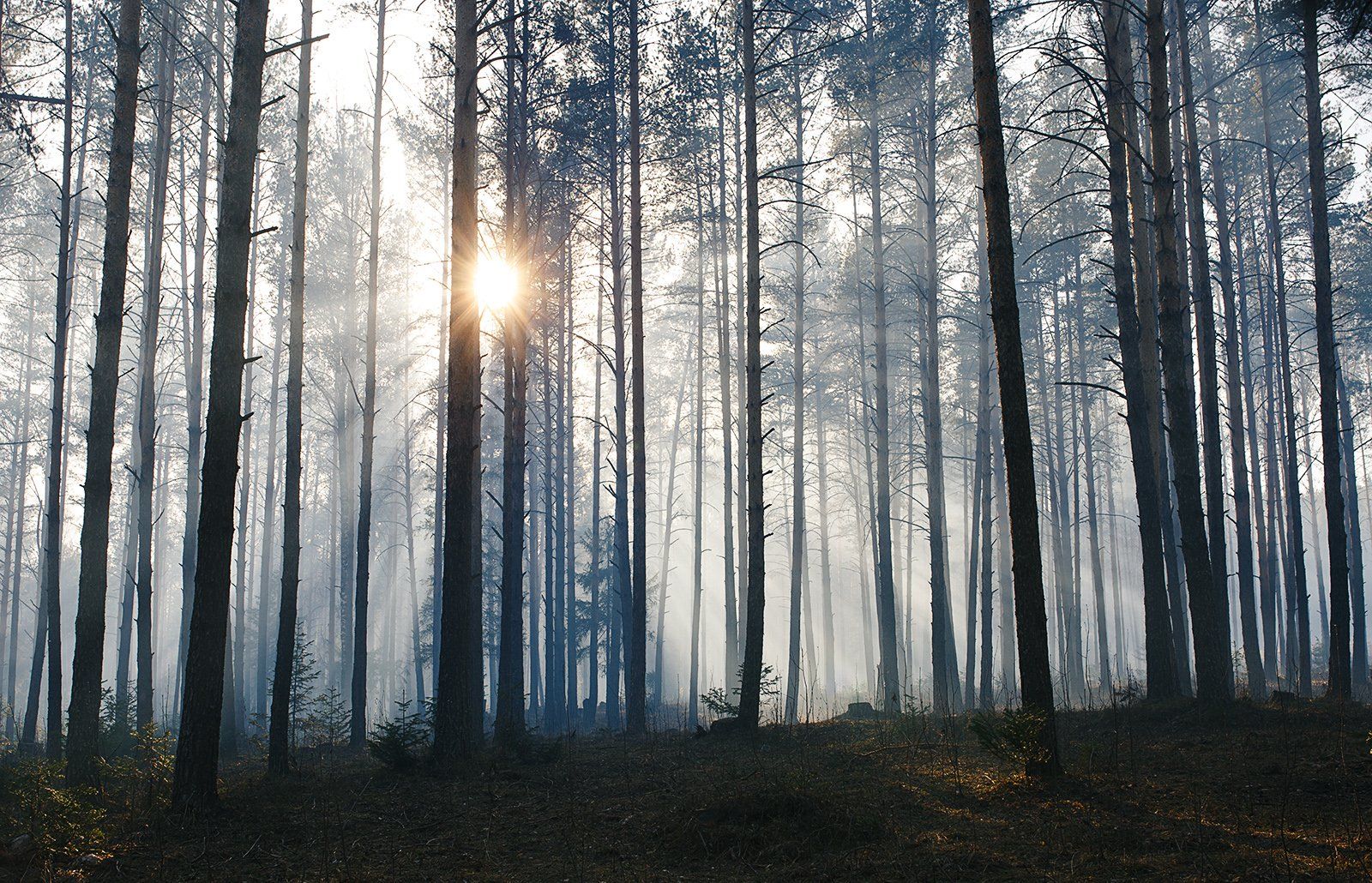 лес, туман, деревья, весна, урал, златоуст, Евгений Толкачёв
