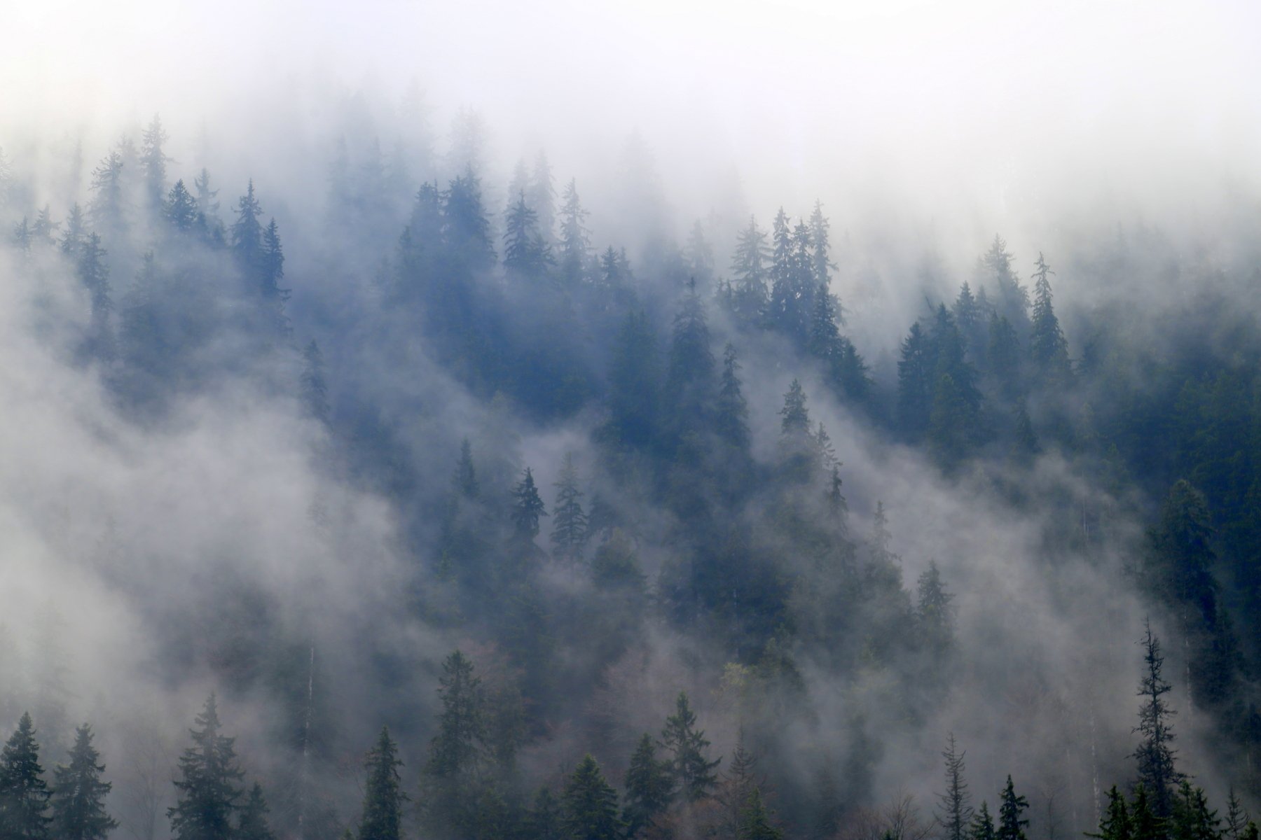 #туман #ёлки #горы, Dzintra Zvagina