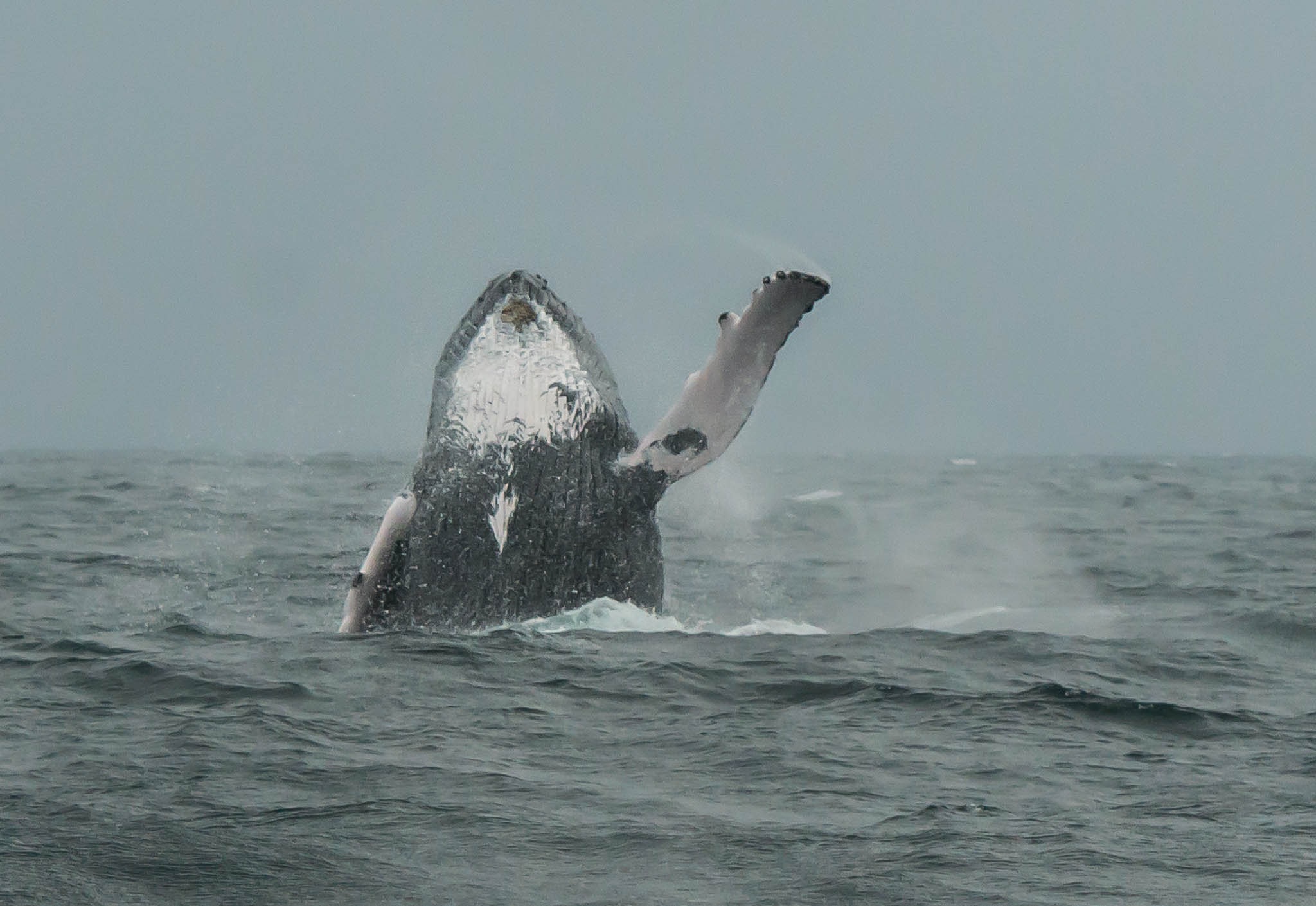 whale, dominican republic, rainy day, Jarkko Järvinen