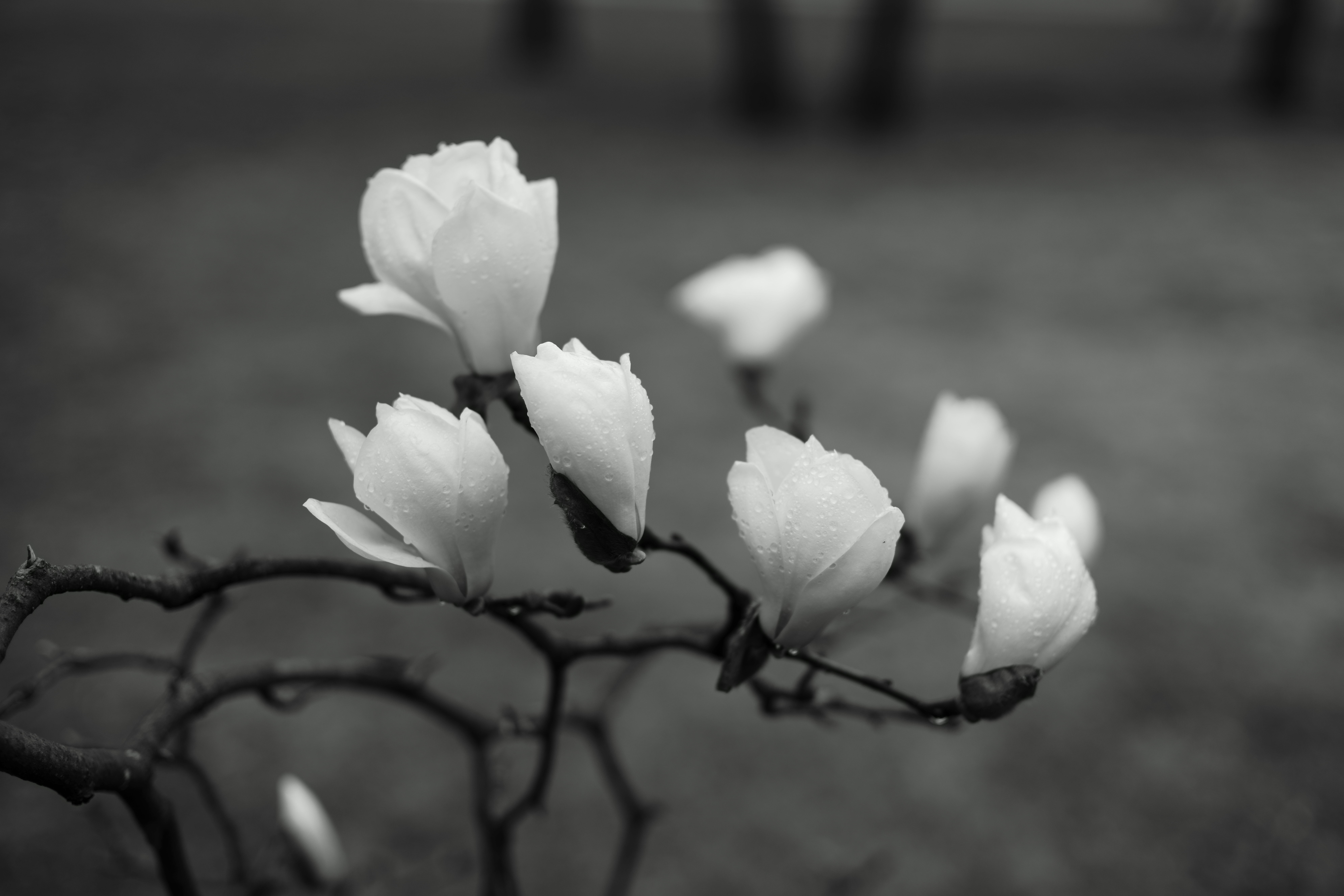 magnolia, white, flower, spring, rainy day, korea, seoul, water drops,, Shin