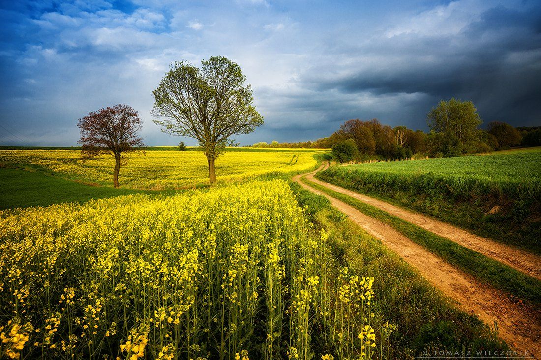 storm, fields, yellow, green, polish, poland, colours, sprong, trees, colza, clouds, sunset, sunrise, Tomasz Wieczorek