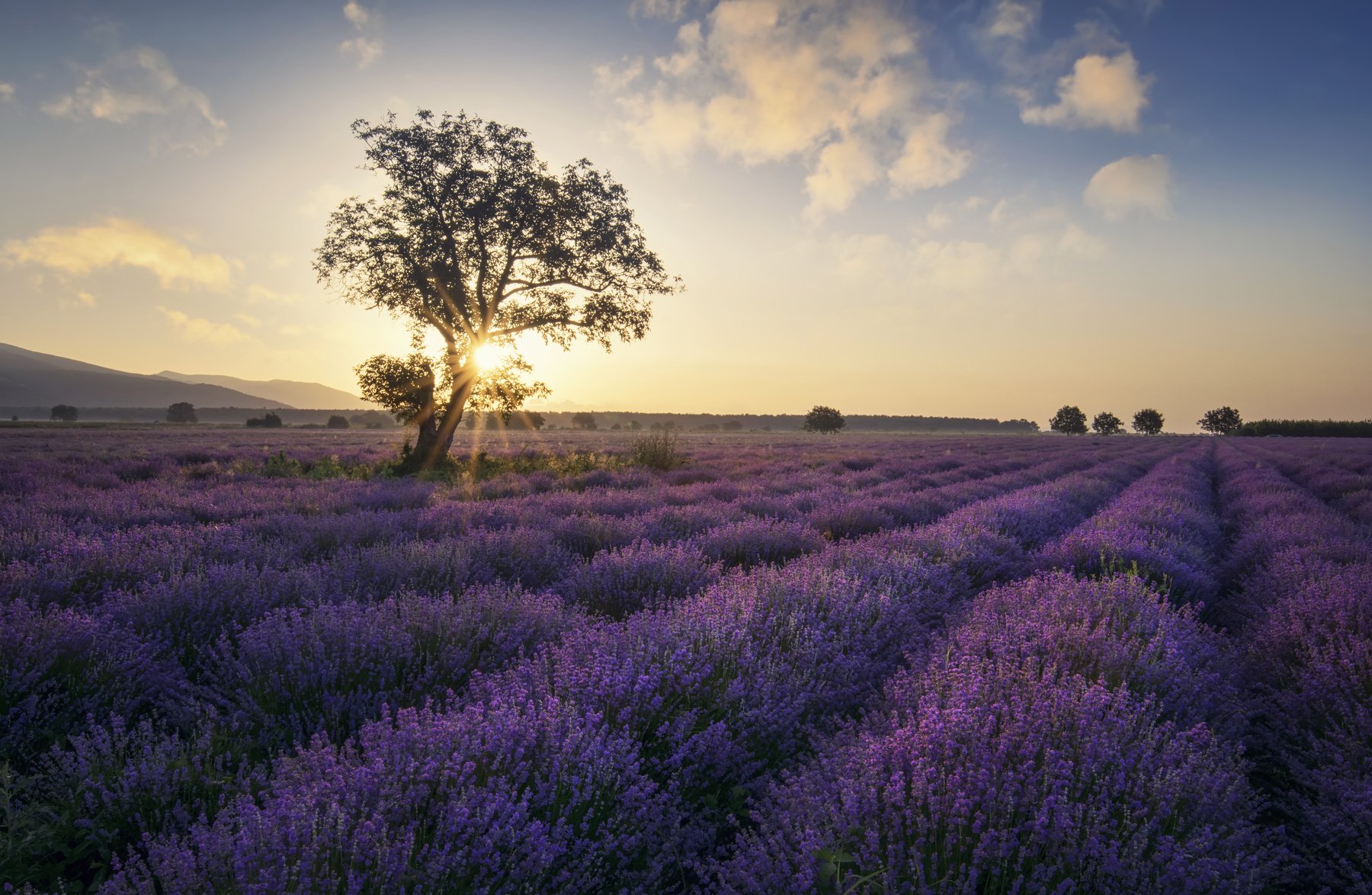 lavender, болгария, landscape, fields, sunrise, Genadi Dochev