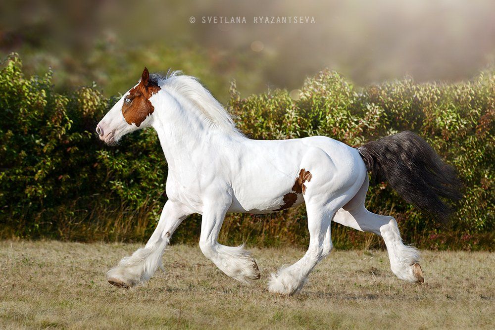 horse, run, trot, motion, лошадь, лошади, в движении, Svetlana Ryazantseva