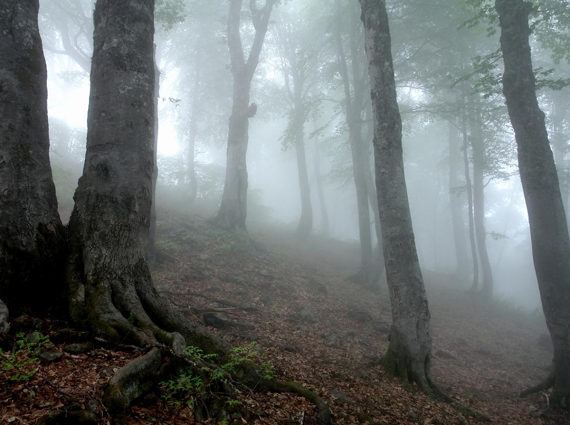 лес, тропа, туман, подъем, Вадим Голосницкий