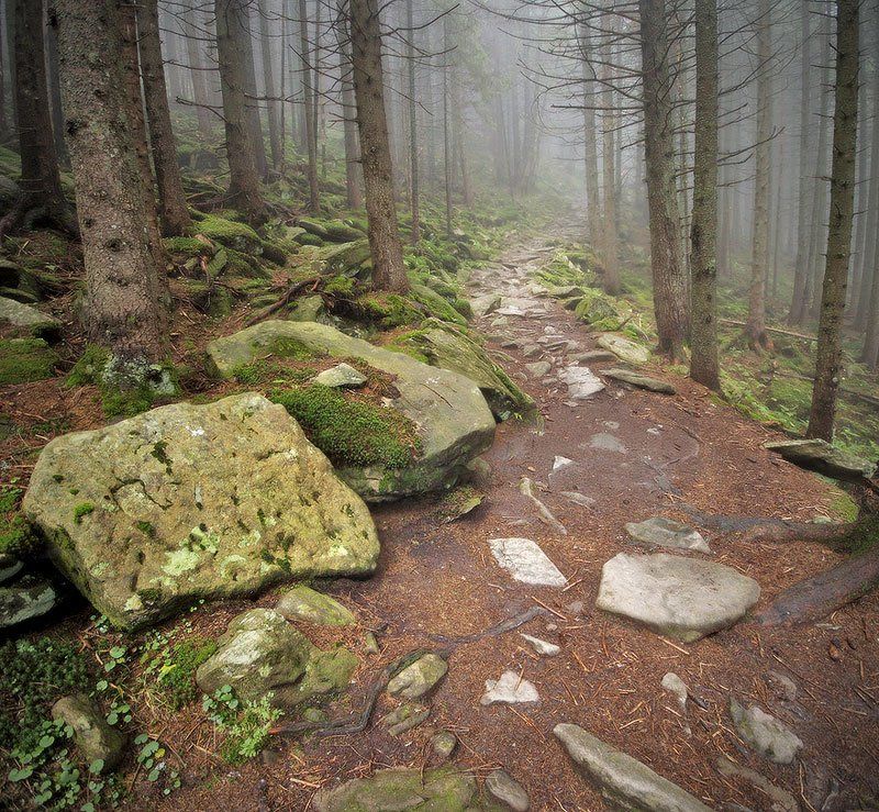 карпаты, природа, пейзаж, лес, свобода, путешествие, панорама, утро, туман, Piligrim