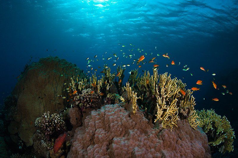 красное море, подводная съемка, марса шагра, риф, золотая рыбка, кораллы, Natalia Semko