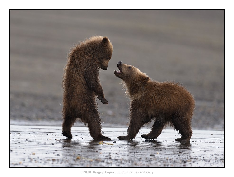 медвежата, аляска, отношения, медведи, дикая природа, Попов Сергей