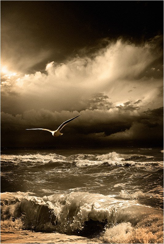 море, шторм, стихия, чайка, птица, Руслан