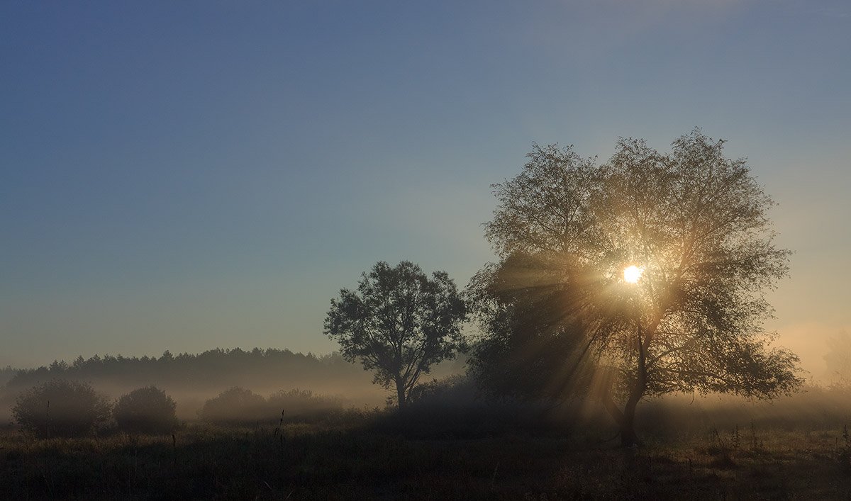 восход, солнце, туман, лучи, дерево, Владимир Костылев