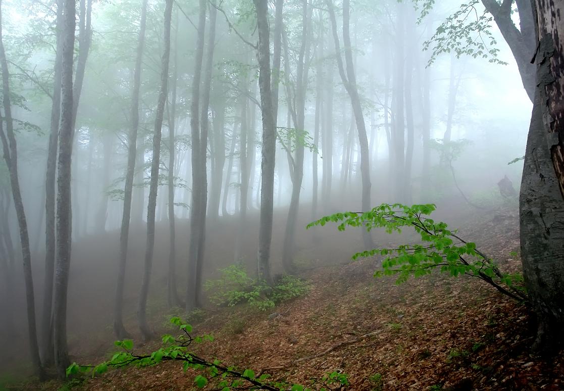 туман, горы, лес, Вадим Голосницкий