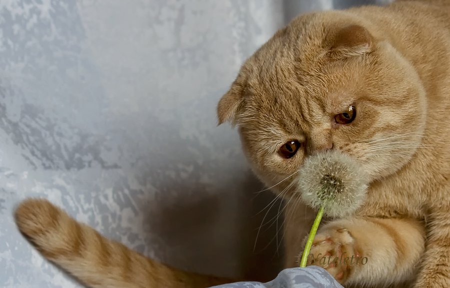 шотландский вислоухий кот, одуванчик, Nateletro