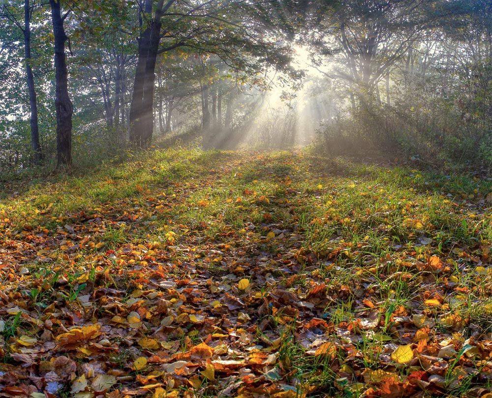 лес, утро, туман, осень, Mishin Ilay