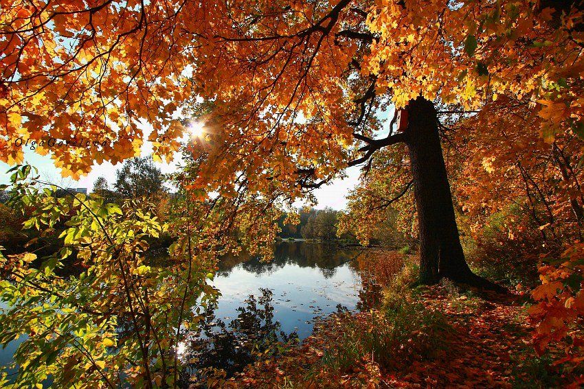 фото, парк, осень, краски, пейзаж, Ольга Горелова