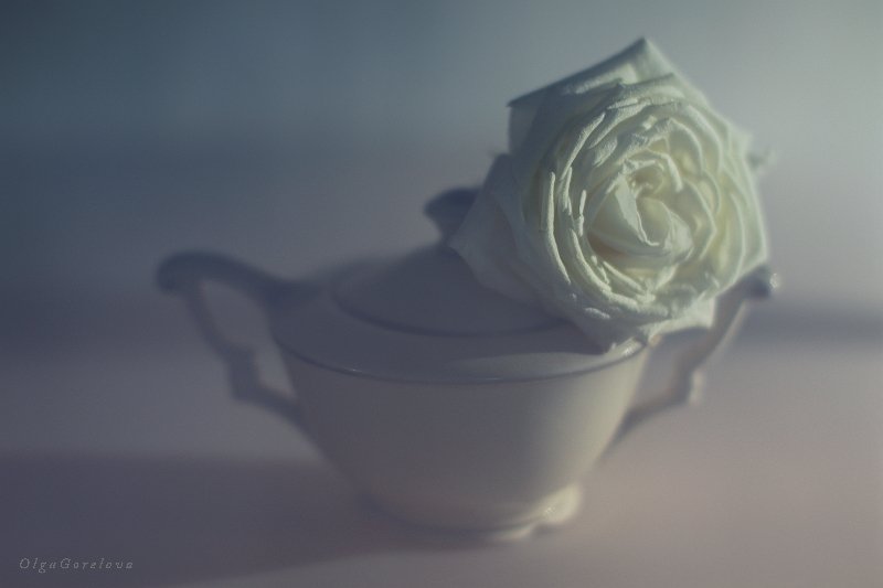 фото, натюрморт, роза, цветок, Ольга Горелова