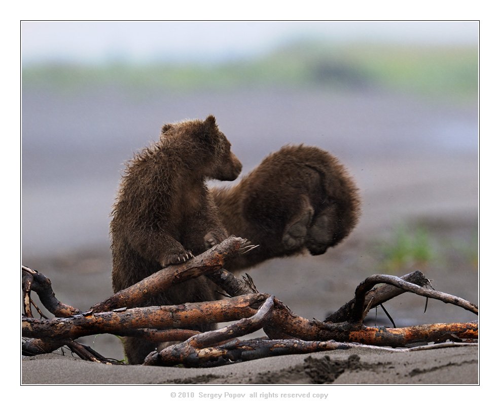 медвежата, аляска, отношения, медведи, дикая природа, Попов Сергей