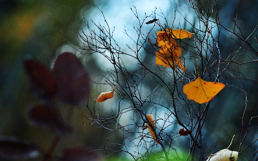 осень, листья, лес, кусты, baarseek