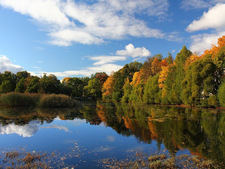 парк, осень, деревья, санкт-петербург, озеро, таврический, Александр Смирнов