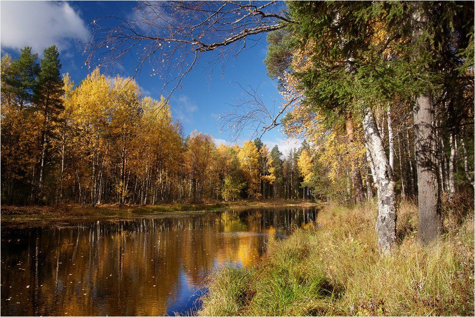 осень, река, берёзы, Илья Бармин