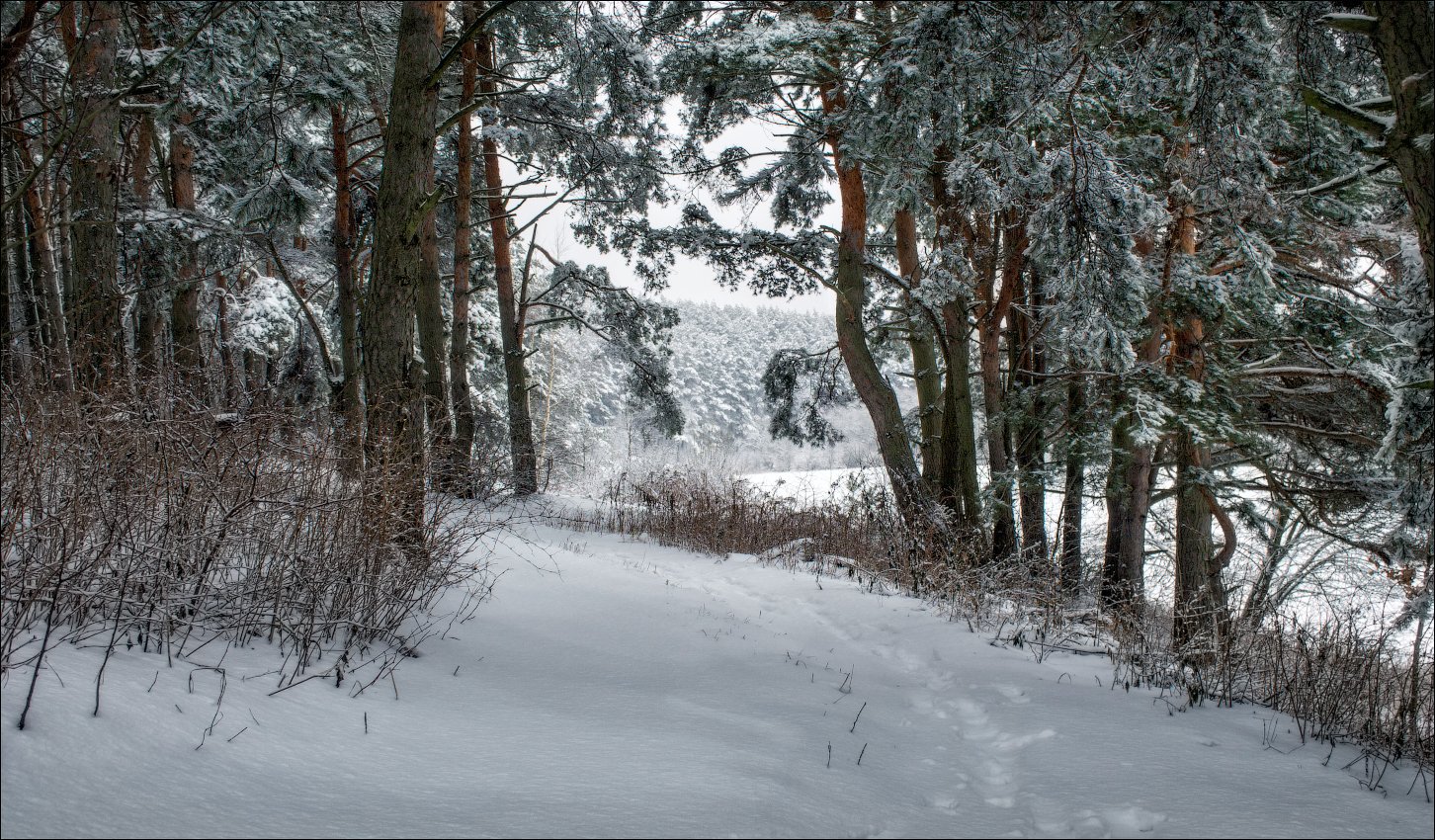 зима, снег, лес,, Сергей Шабуневич