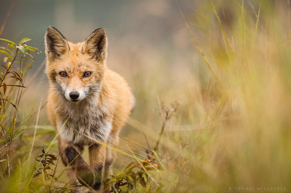 fox, fuchs, red fox, wildlife, poland, hide, autumn, fields, grass, wild, eye, silence, Tomasz Wieczorek