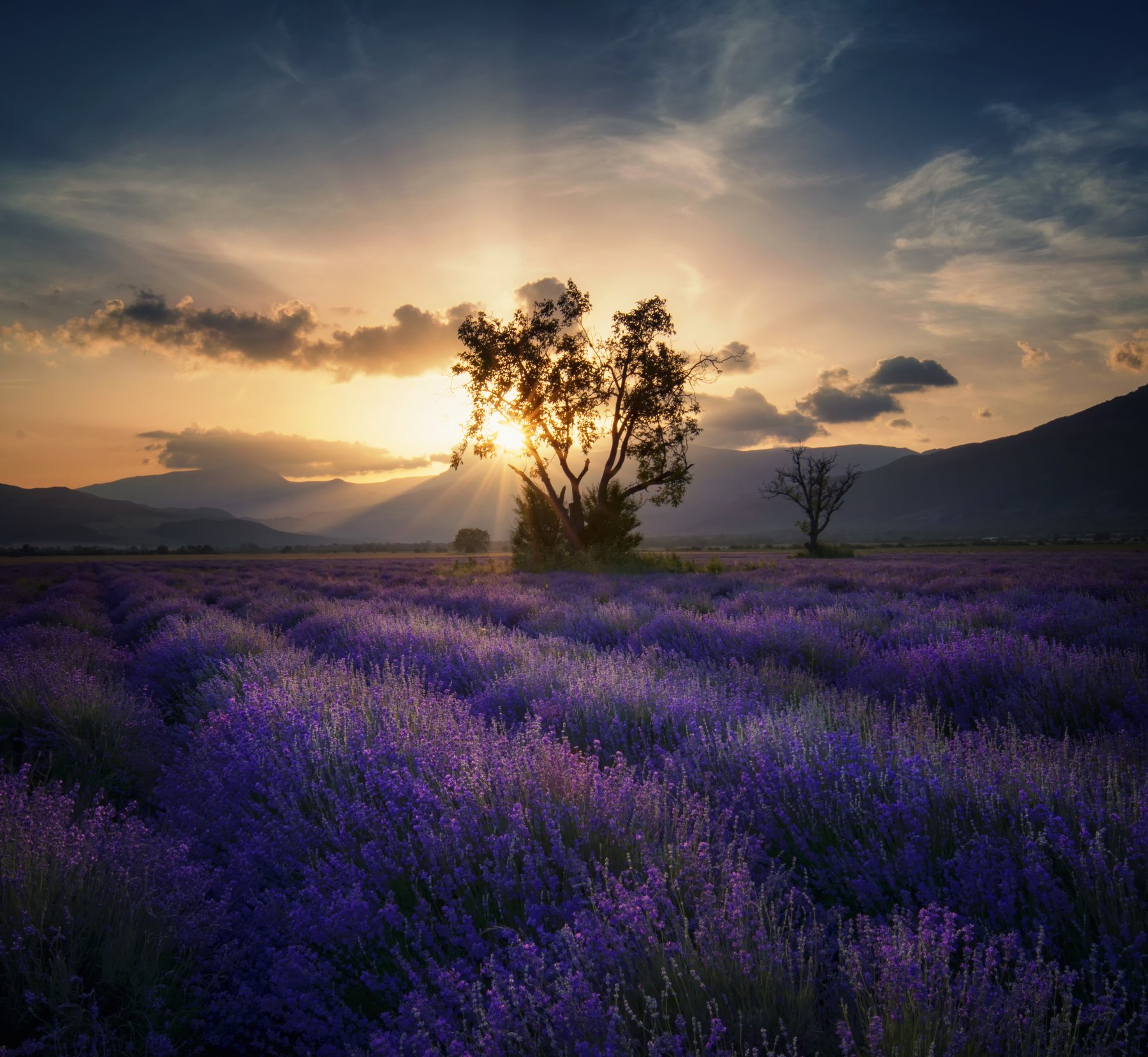 landscape, lavender, болгария, sunset, nature, Genadi Dochev