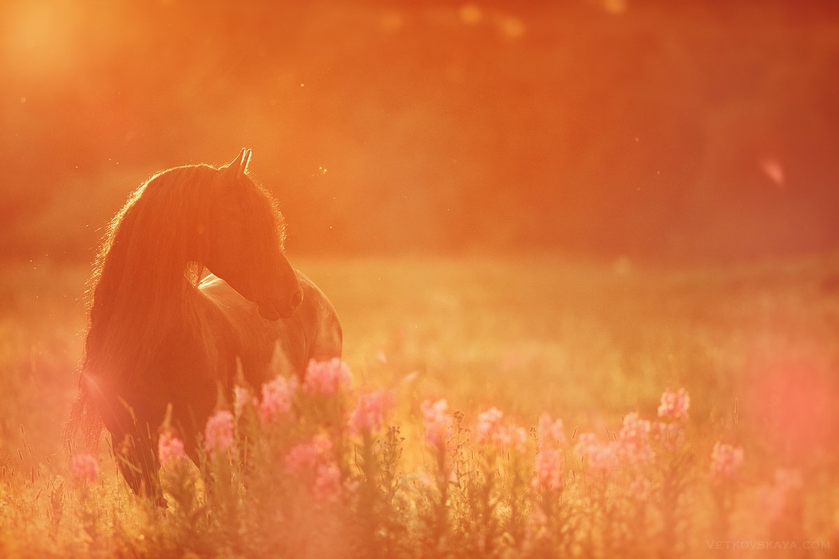 лошадь, лето, закат, фриз, цветы, Анастасия Ветковская
