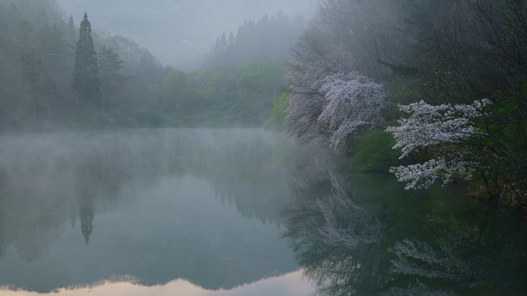 spring,reservoir,fog,morning,cherry blossom,mountain,reflection,flower,fog,, Shin