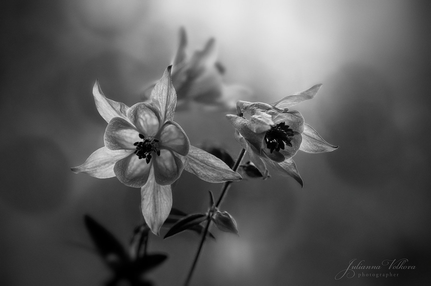 цветок, макро, черно-белое фото, аквилегия, водосбор, Волкова Юлианна