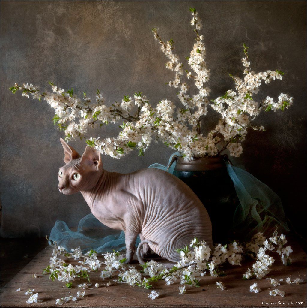 сфинкс, голая кошка, весна, натюркотики, натюрморт, цветущие ветки, цветы, белые, слива, цветущая, Eleonora Grigorjeva