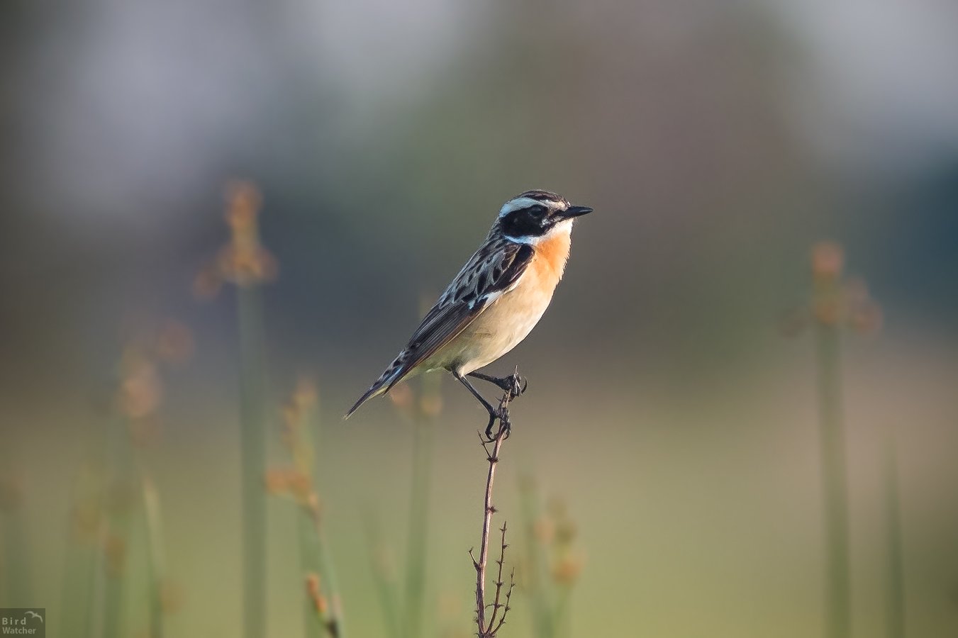 birds, Saxicola rubetra, male, evening, Bird Watcher