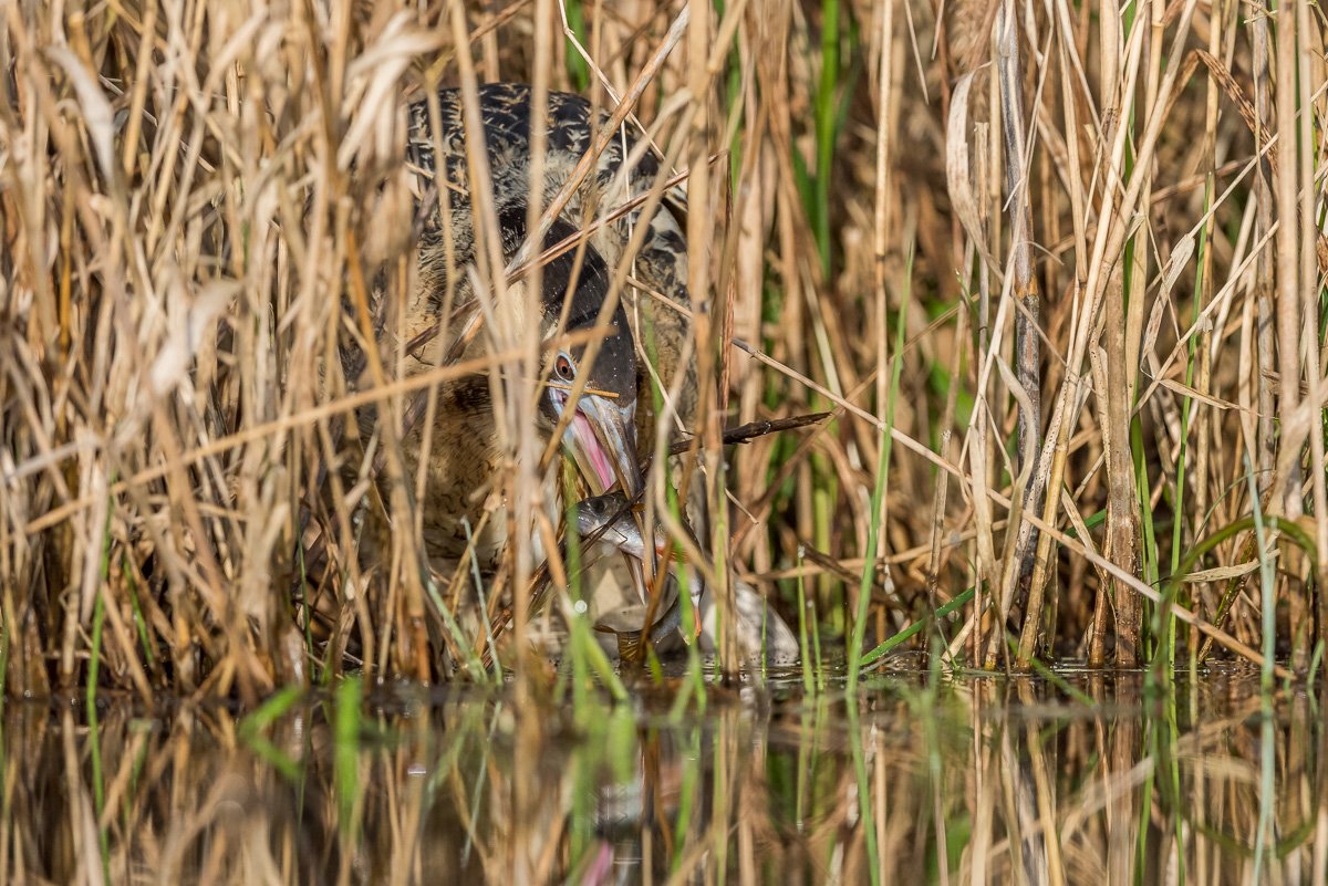 Eurasian bittern; great bittern; Botaurus stellaris; Birder's Corner; Birds, Dominik Chrzanowski