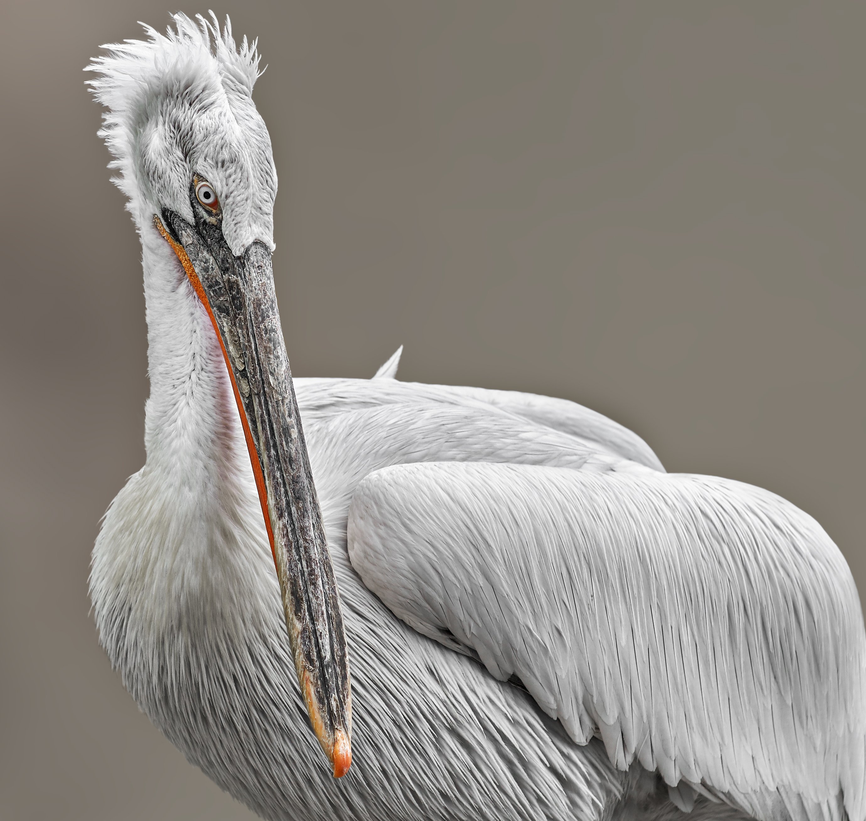 кудрявый пеликан, Олег Богданов