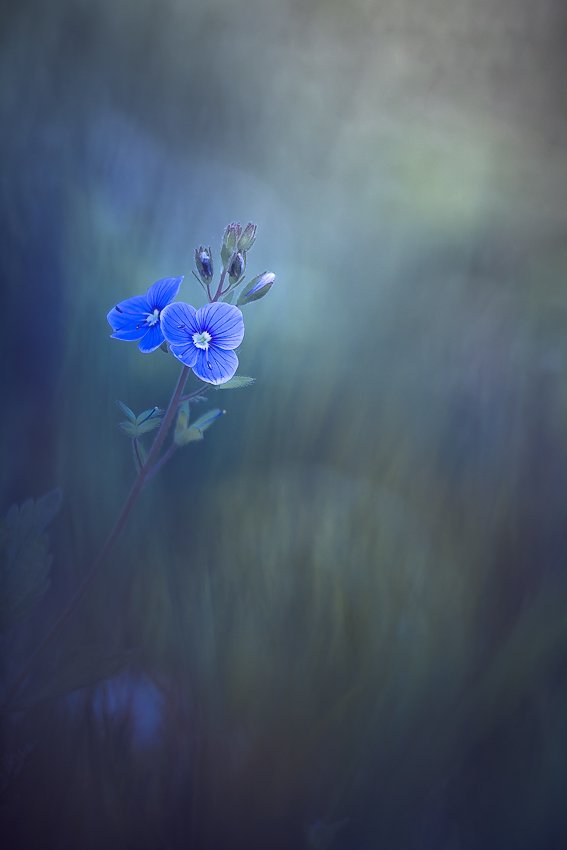 flower, nature, spring, Gabriel Prescornita