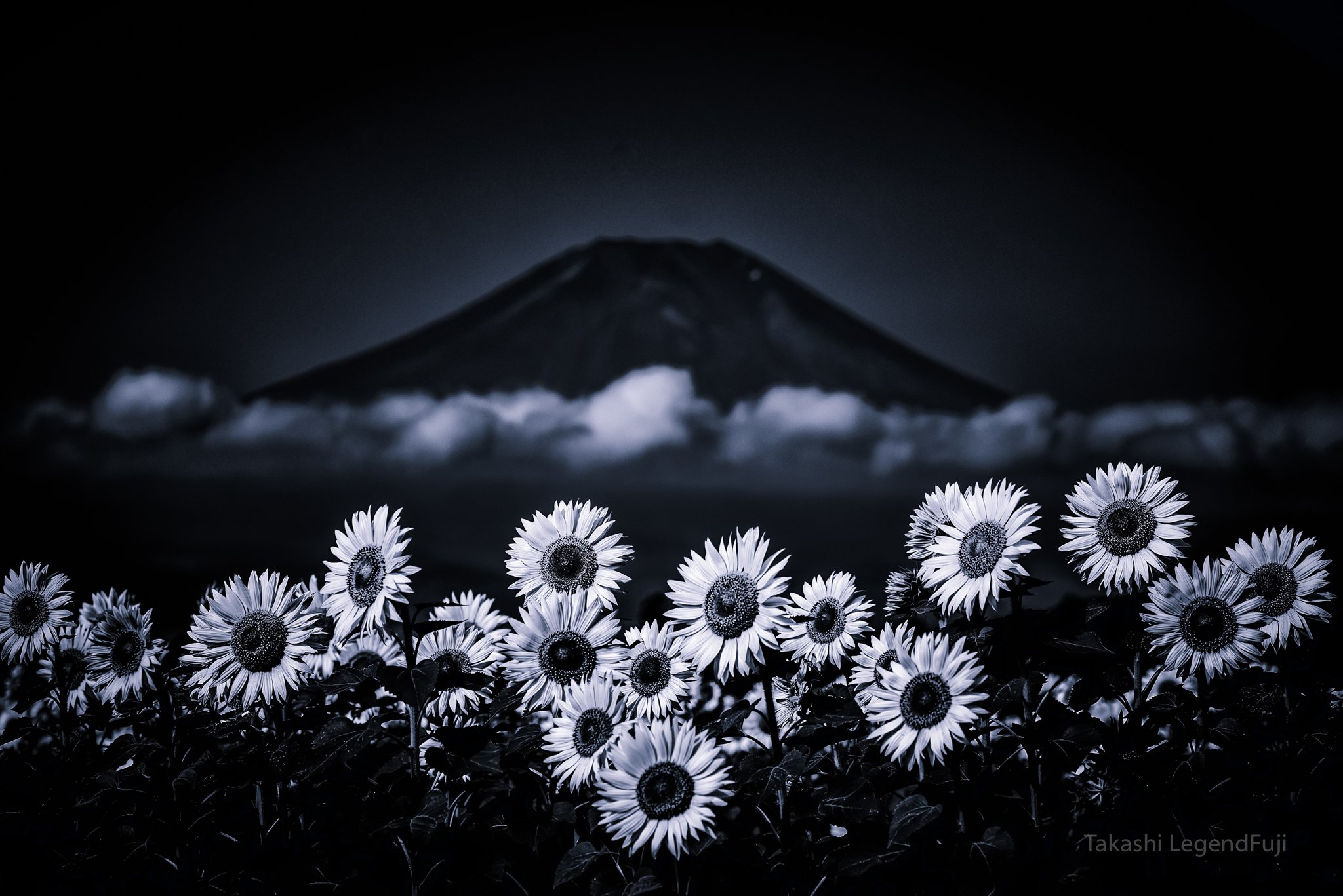 fuji,japan,mountain,flower,sun flower,cloud,blue,, Takashi