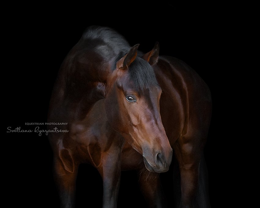 horse, black, isolated, head, portrait, лошадь, лошади, портрет, Svetlana Ryazantseva