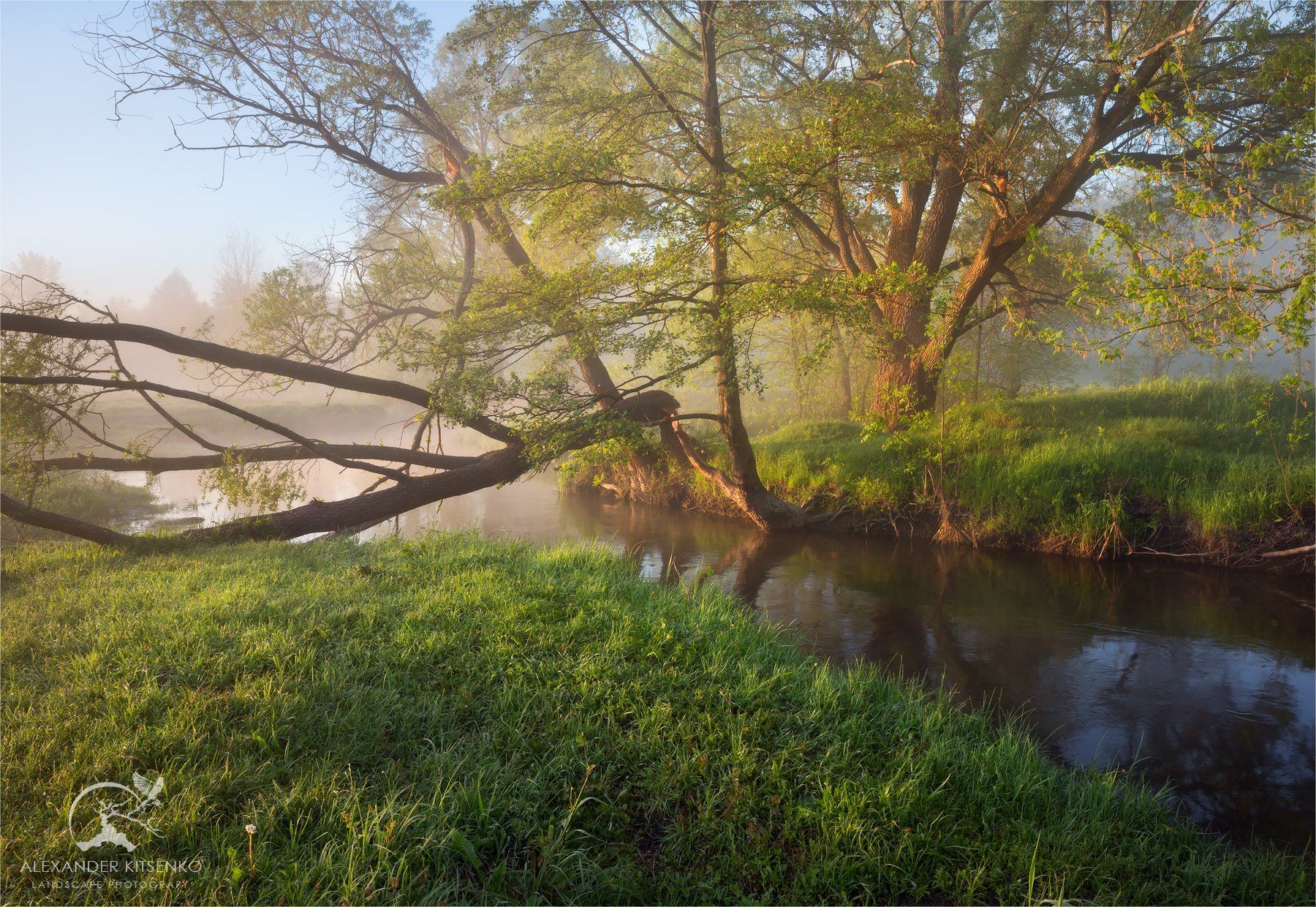 утро, май, весна, туман, река, дерево, трава, Александр Киценко
